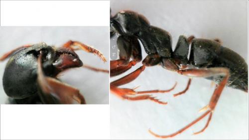 Réf. 222 557 : Brachyponera sennaarensis
